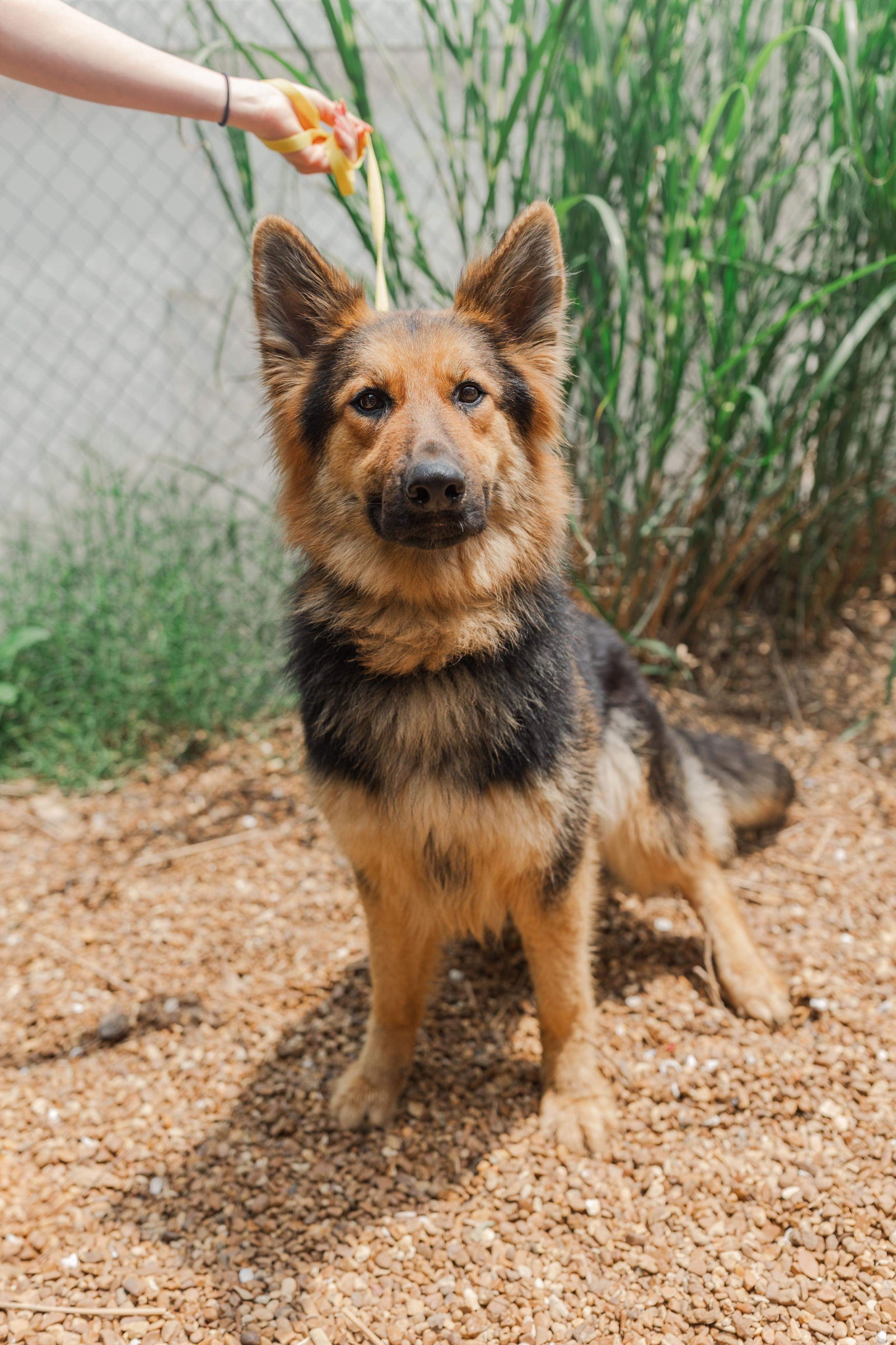 Dog for Adoption Olive, a German Shepherd Dog in Greenwood, IN