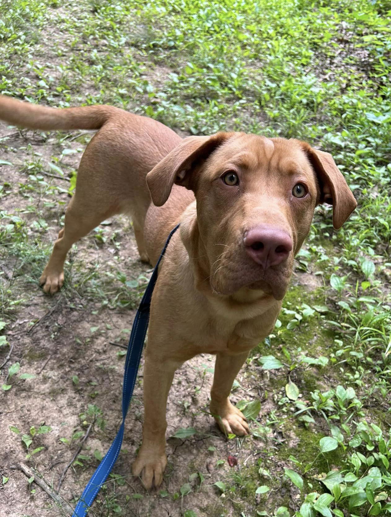 Dog for Adoption - Luke, a Labrador Retriever in Indianapolis, IN ...