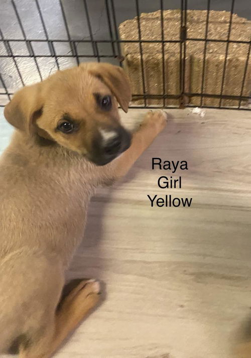 Raya