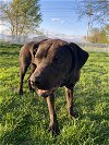 adoptable Dog in columbus, IN named Jack (lab)