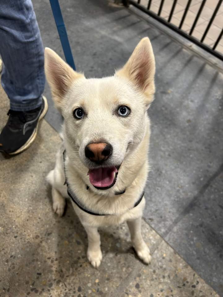 adoptable Dog in Columbus, IN named Bolt