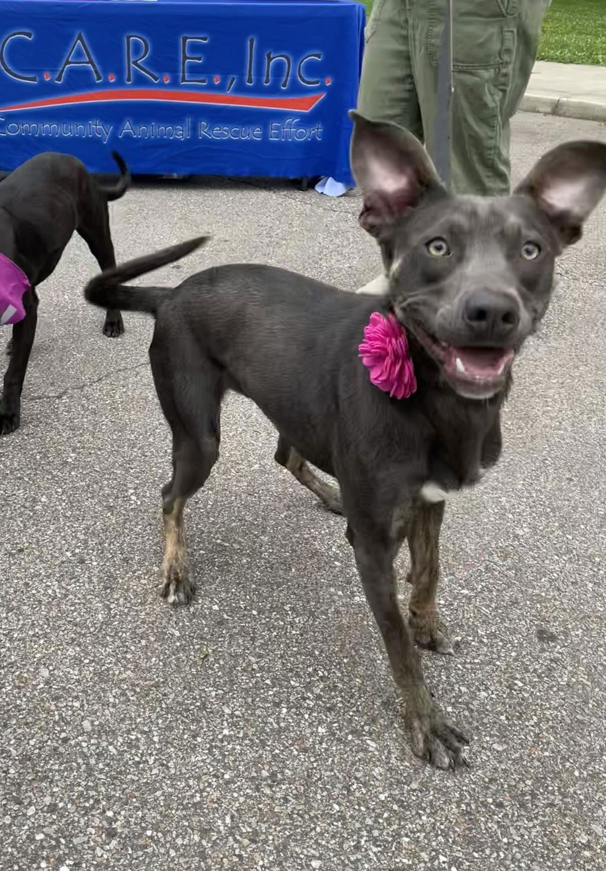 adoptable Dog in Columbus, IN named Nala