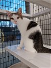 adoptable Cat in columbus, IN named Taylor Swift