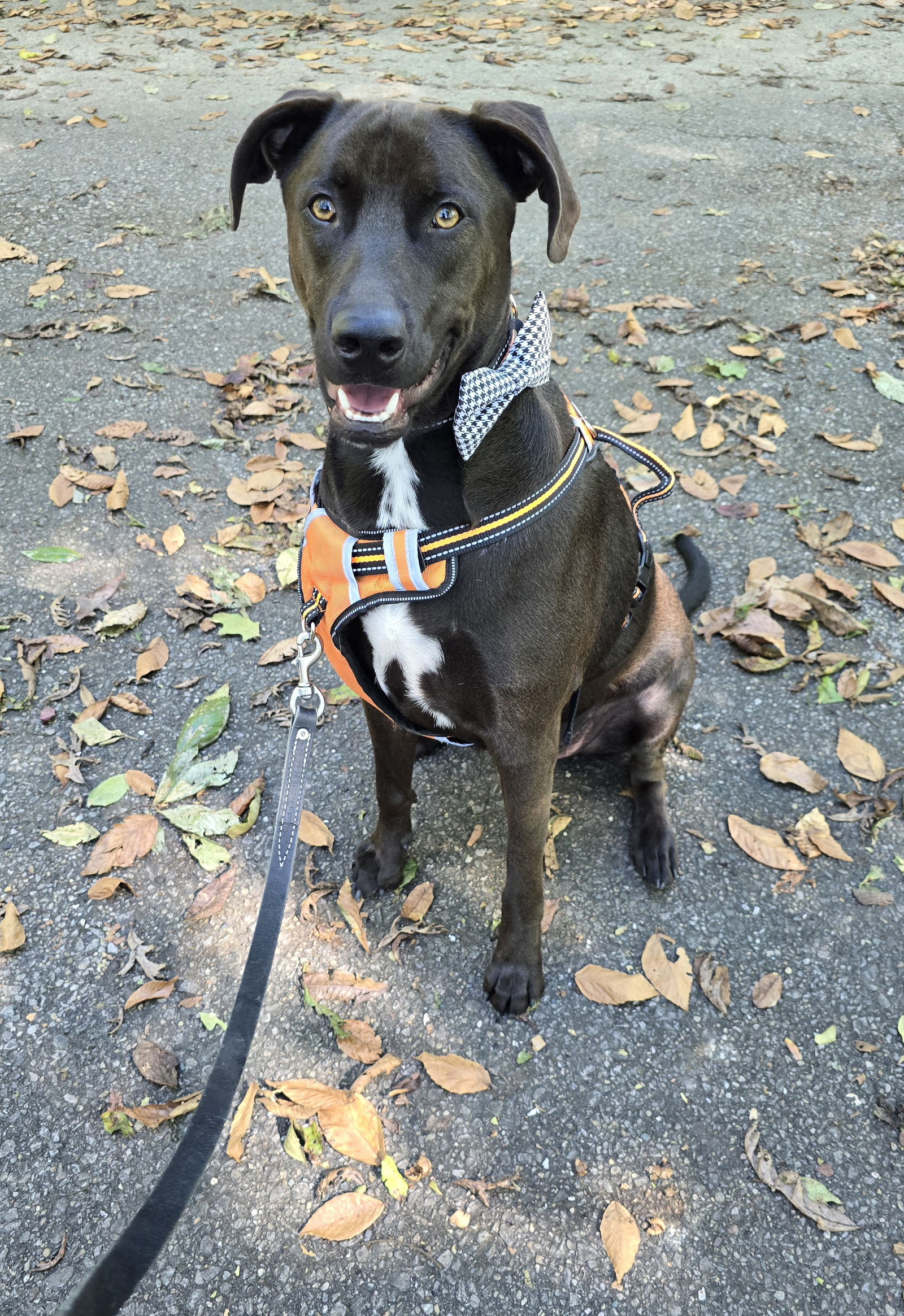 adoptable Dog in Columbus, IN named Jack