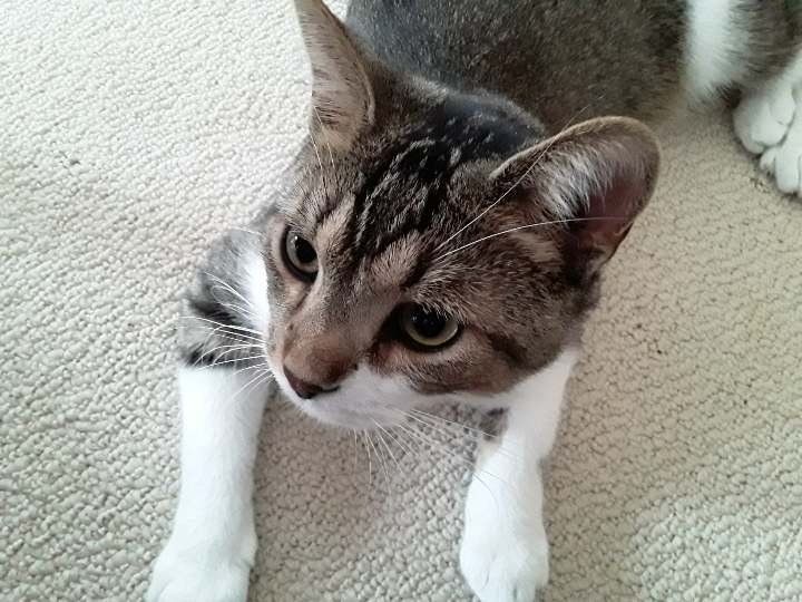 adoptable Cat in Columbus, IN named Frankie