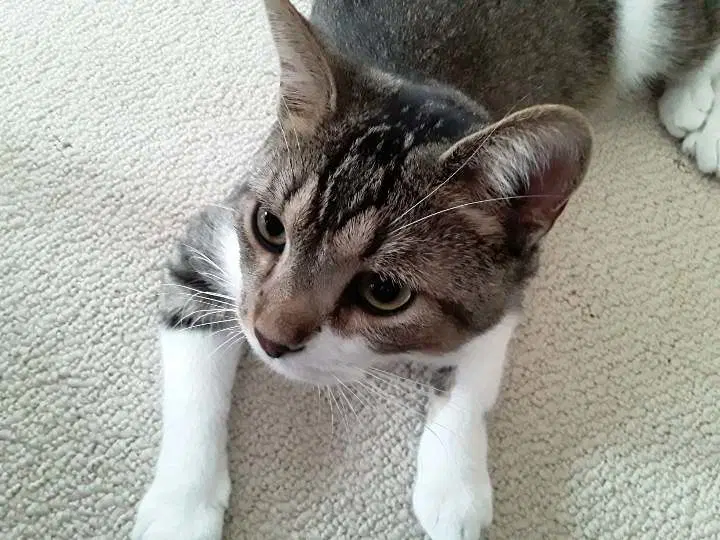 Frankie - Domestic Medium Hair