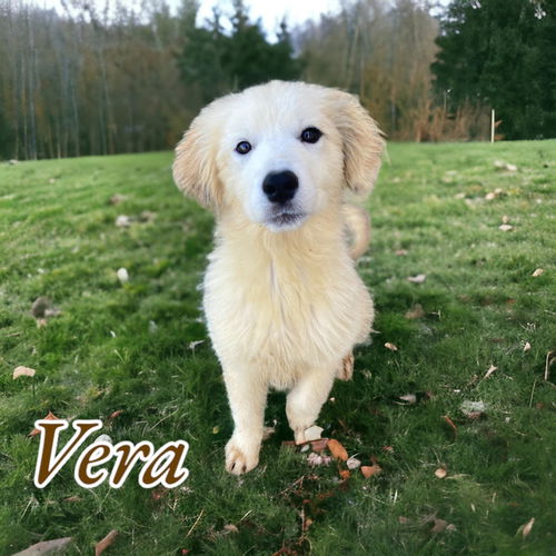 Vera