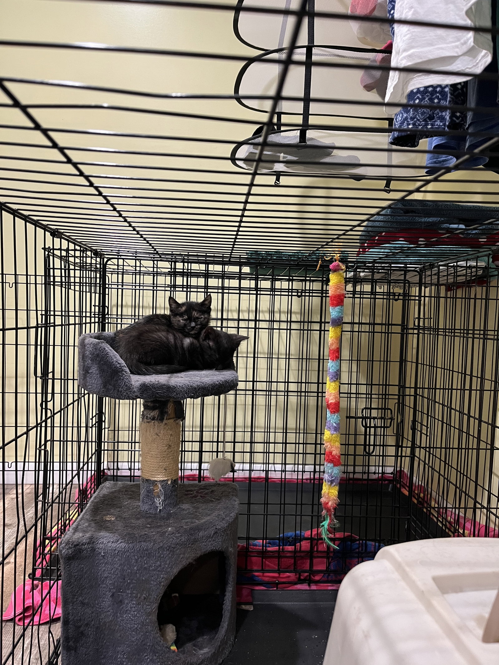 Cats for Adoption in Mooresville, Indiana Alpha Paw