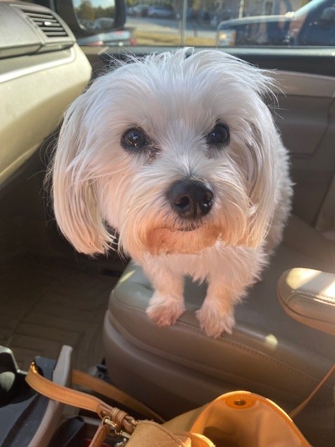 adoptable Dog in Columbus, IN named Laney