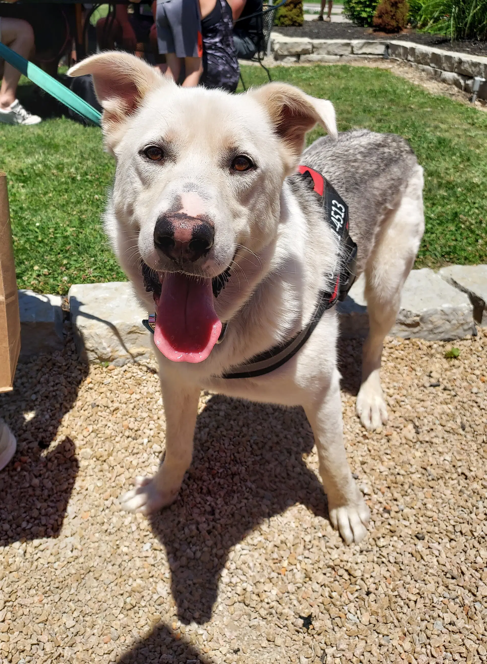 Toby - Shepherd