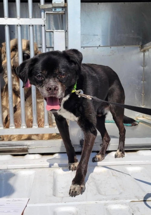 CHARLIE (CHI) - Rat Terrier / Chihuahua available for adoption