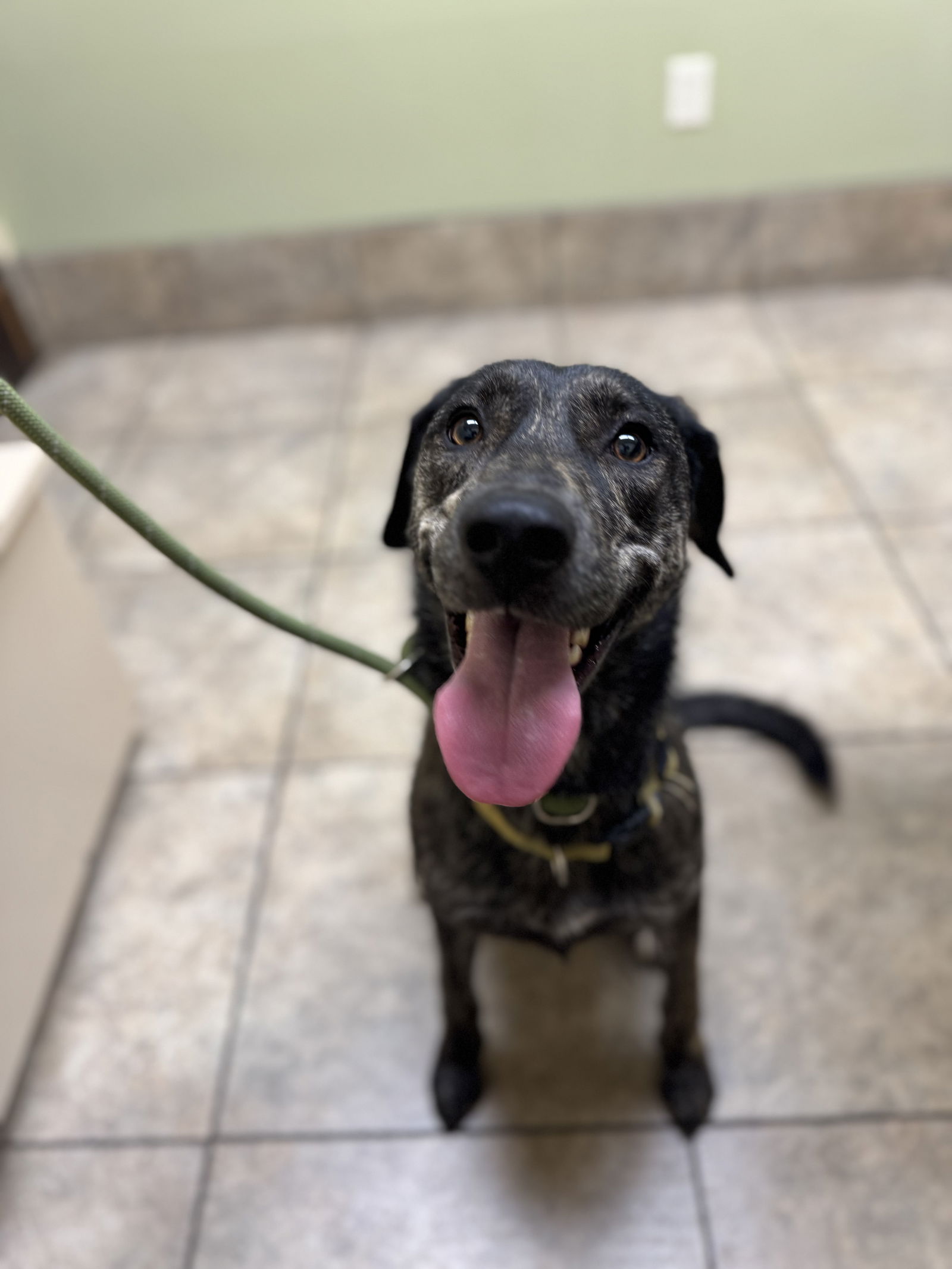 adoptable Dog in Columbus, IN named Canis