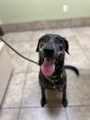 adoptable Dog in  named Canis