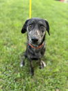 adoptable Dog in Columbus, IN named Canis