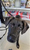 adoptable Dog in columbus, IN named Hydra