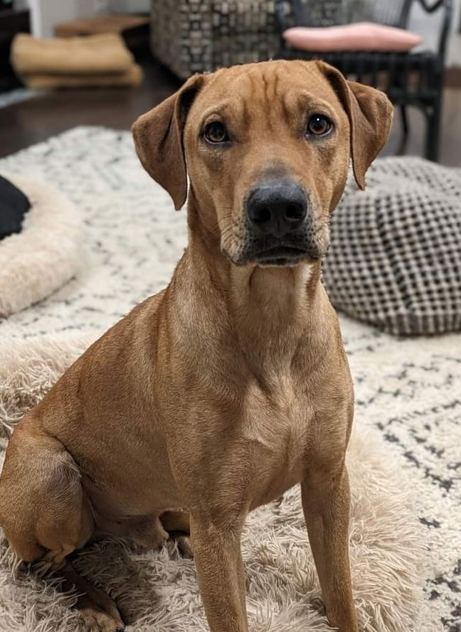 adoptable Dog in Columbus, IN named Reggie