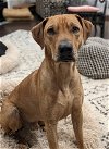 adoptable Dog in columbus, IN named Reggie