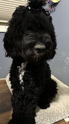 Bernie (doodle)