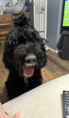 Bernie (doodle)