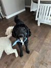 Bernie (doodle)