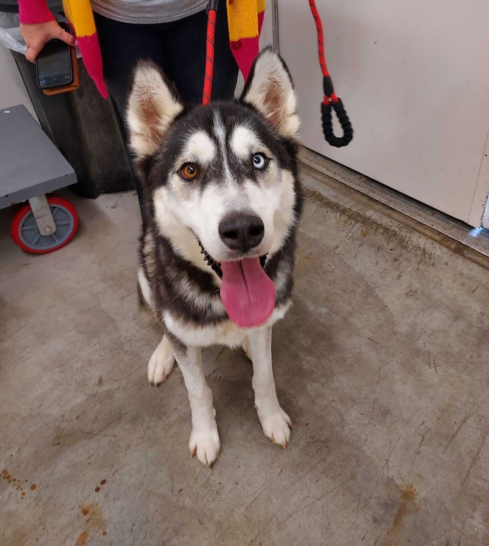 adoptable Dog in Columbus, IN named Pablo