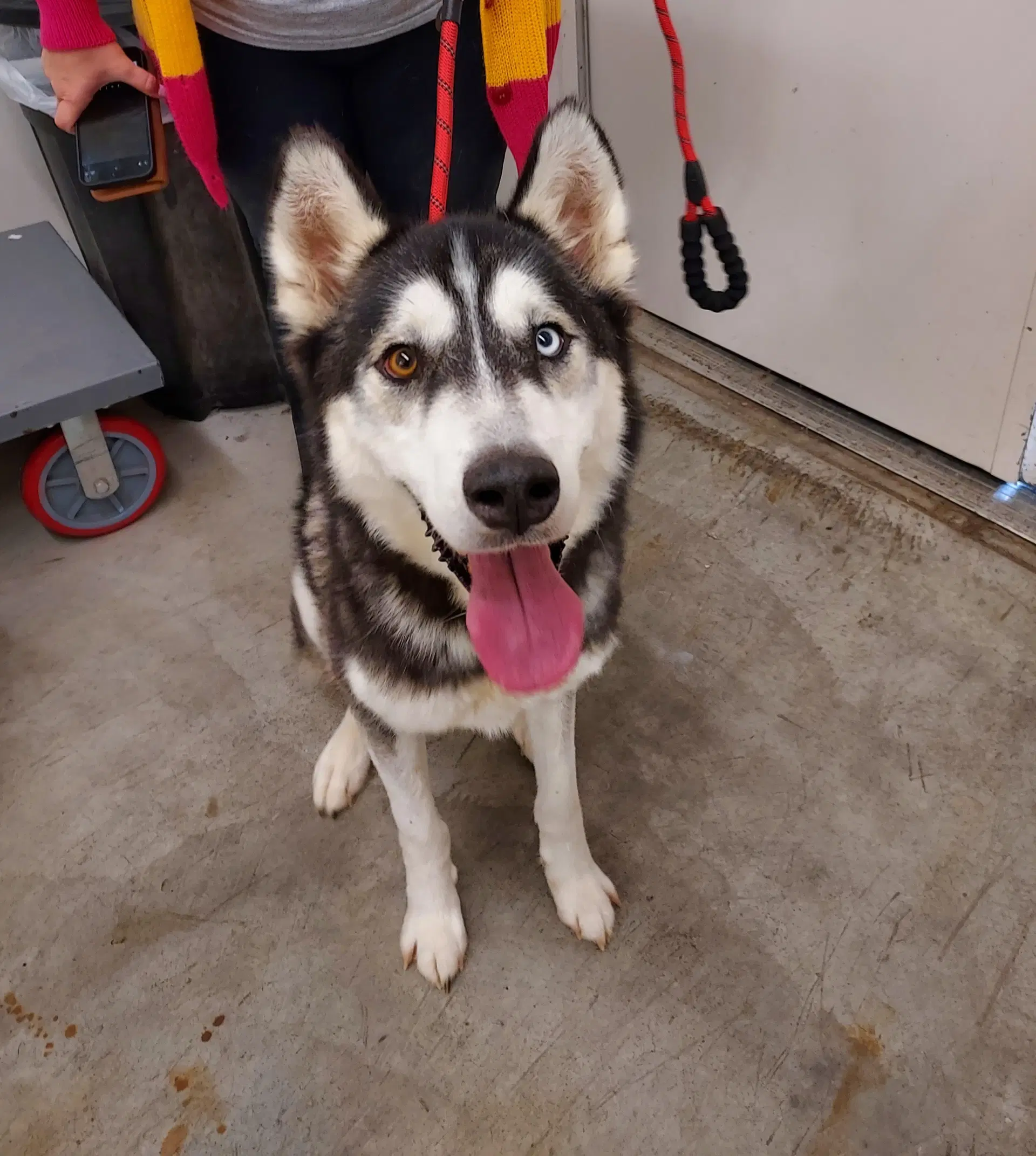 Pablo - Husky