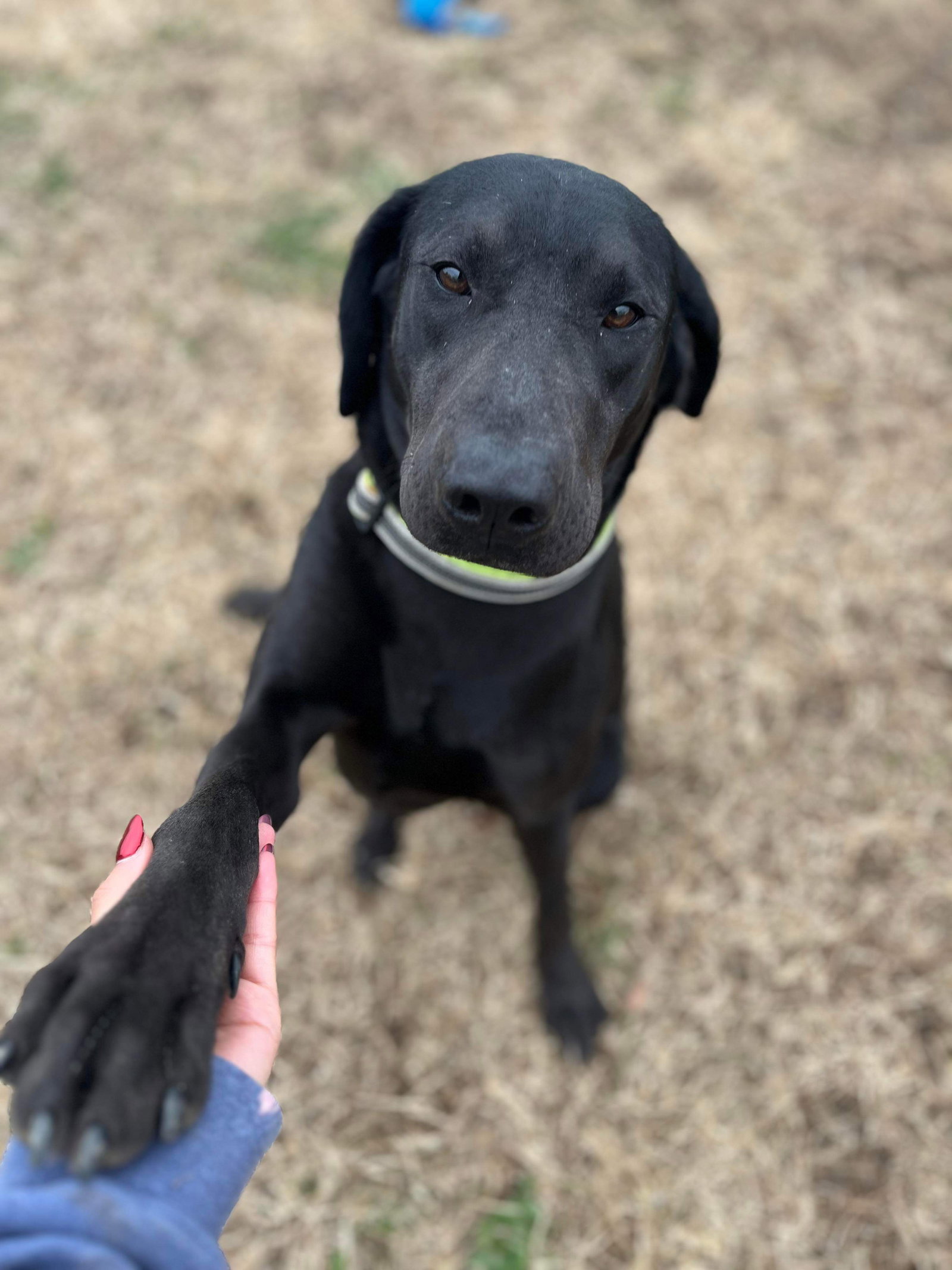 Dog for Adoption Quincy, a Labrador Retriever in Orleans, IN Alpha Paw