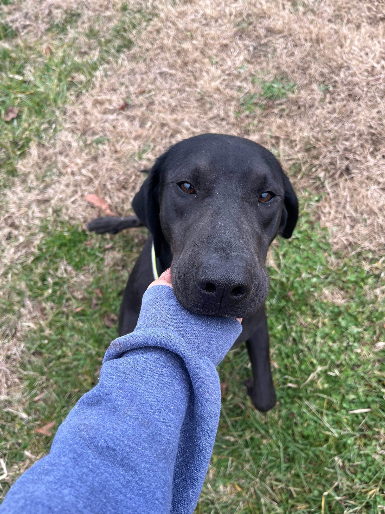 Dog for Adoption Quincy, a Labrador Retriever in Indianapolis, IN Alpha Paw