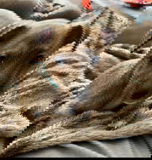 Elias