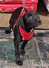 adoptable Dog in columbus, IN named Cher