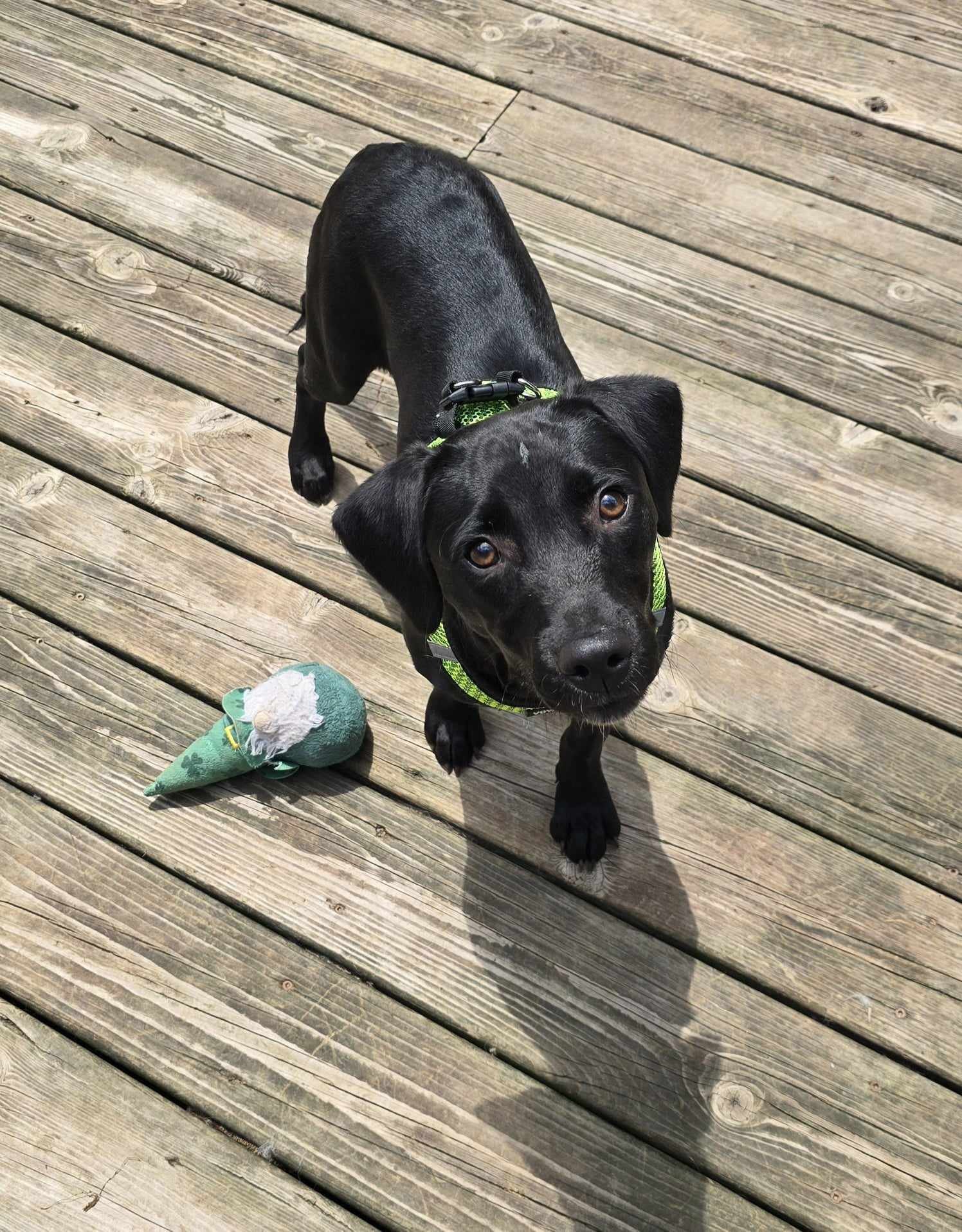 adoptable Dog in Columbus, IN named Cher