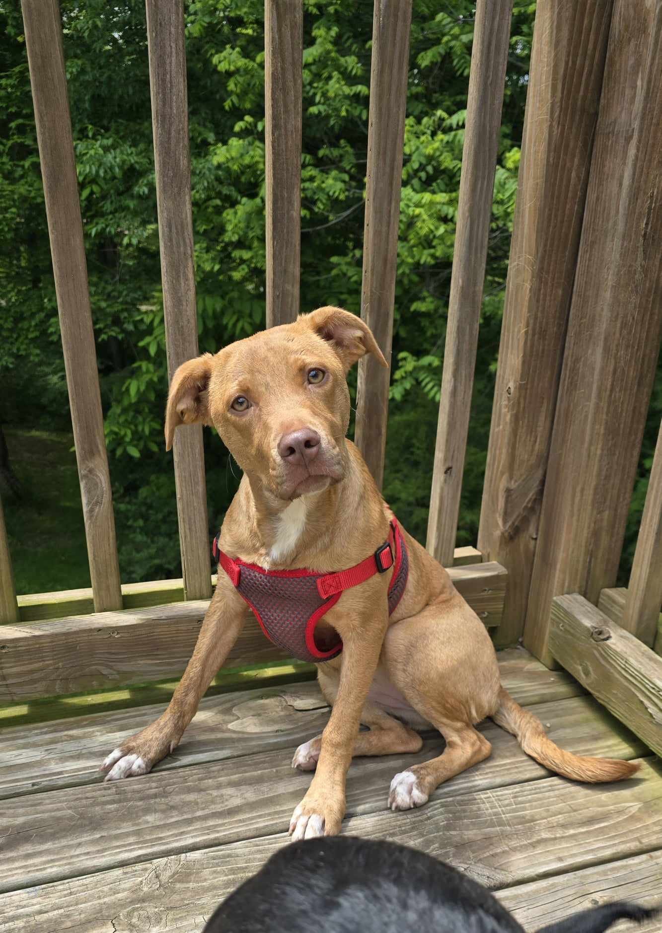 adoptable Dog in Columbus, IN named Mariah