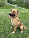 adoptable Dog in columbus, IN named Millie