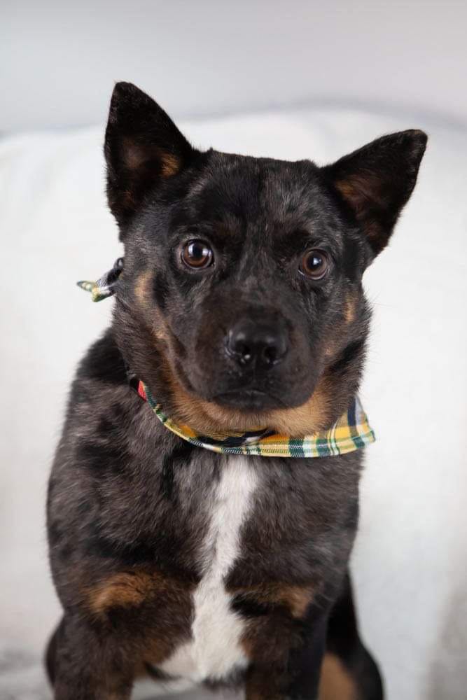 adoptable Dog in Columbus, IN named Bueller