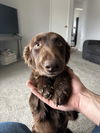 Ella