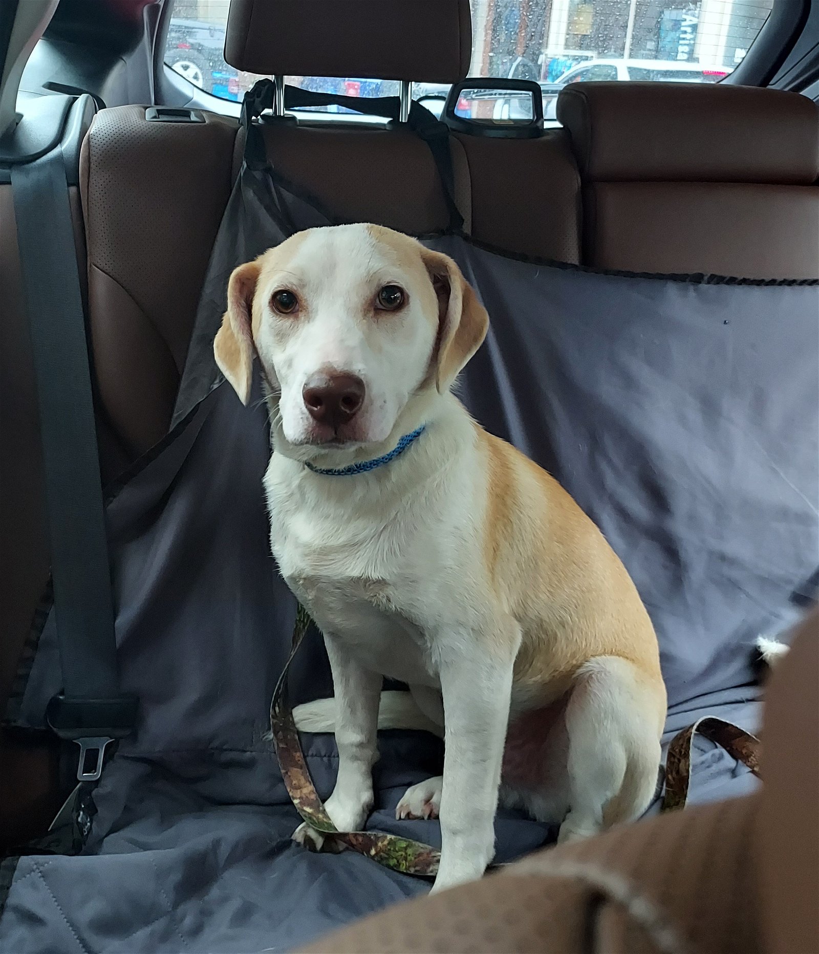 adoptable Dog in Columbus, IN named Doc