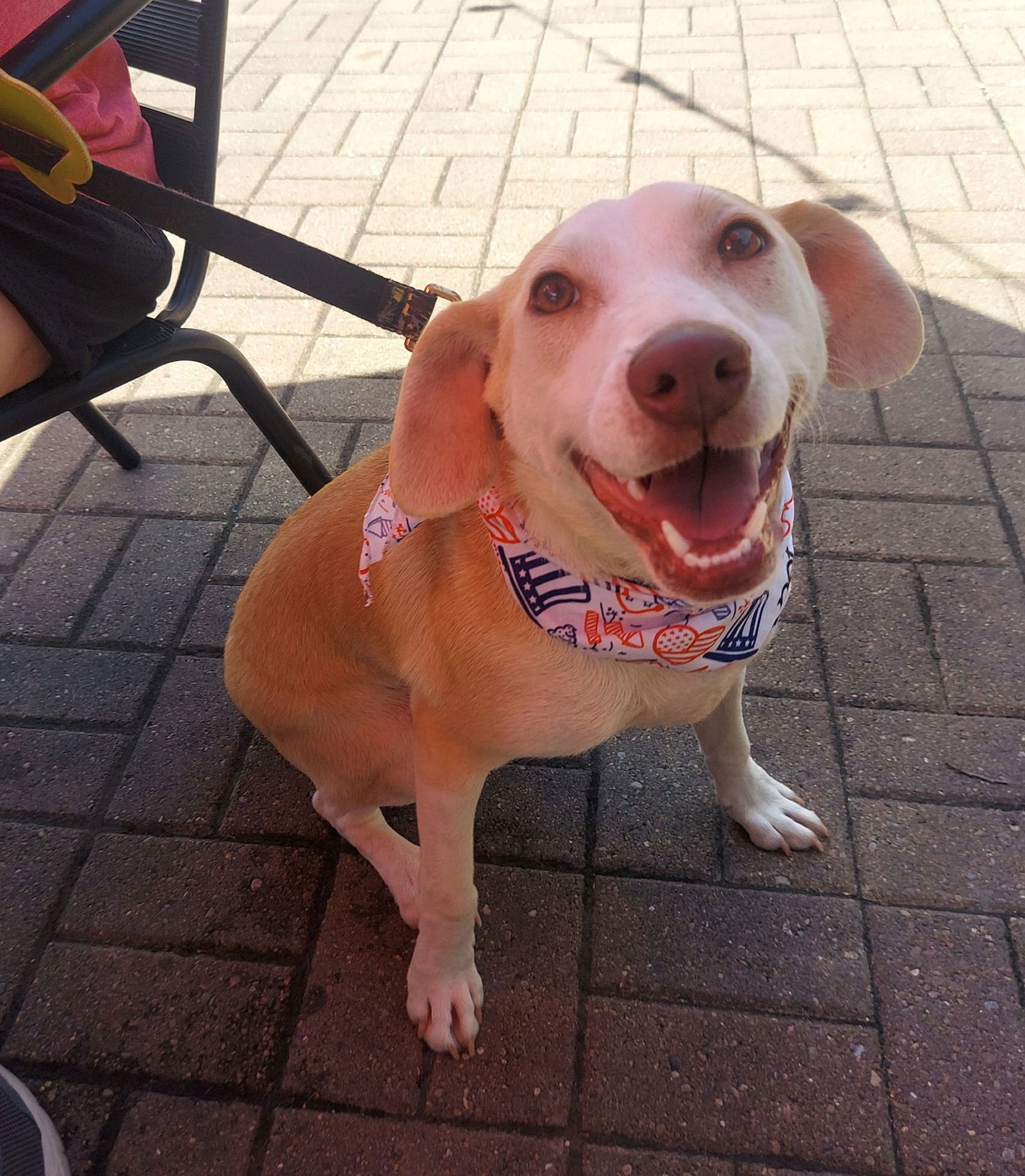 adoptable Dog in Columbus, IN named Doc