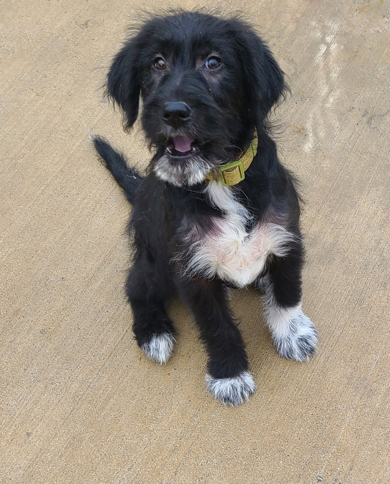 Dog for Adoption - Walker, a Labrador Retriever in Johnson County, IN ...
