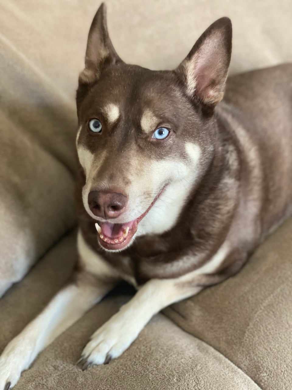 adoptable Dog in Columbus, IN named Jack (Husky)