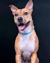 adoptable Dog in columbus, IN named Clyde