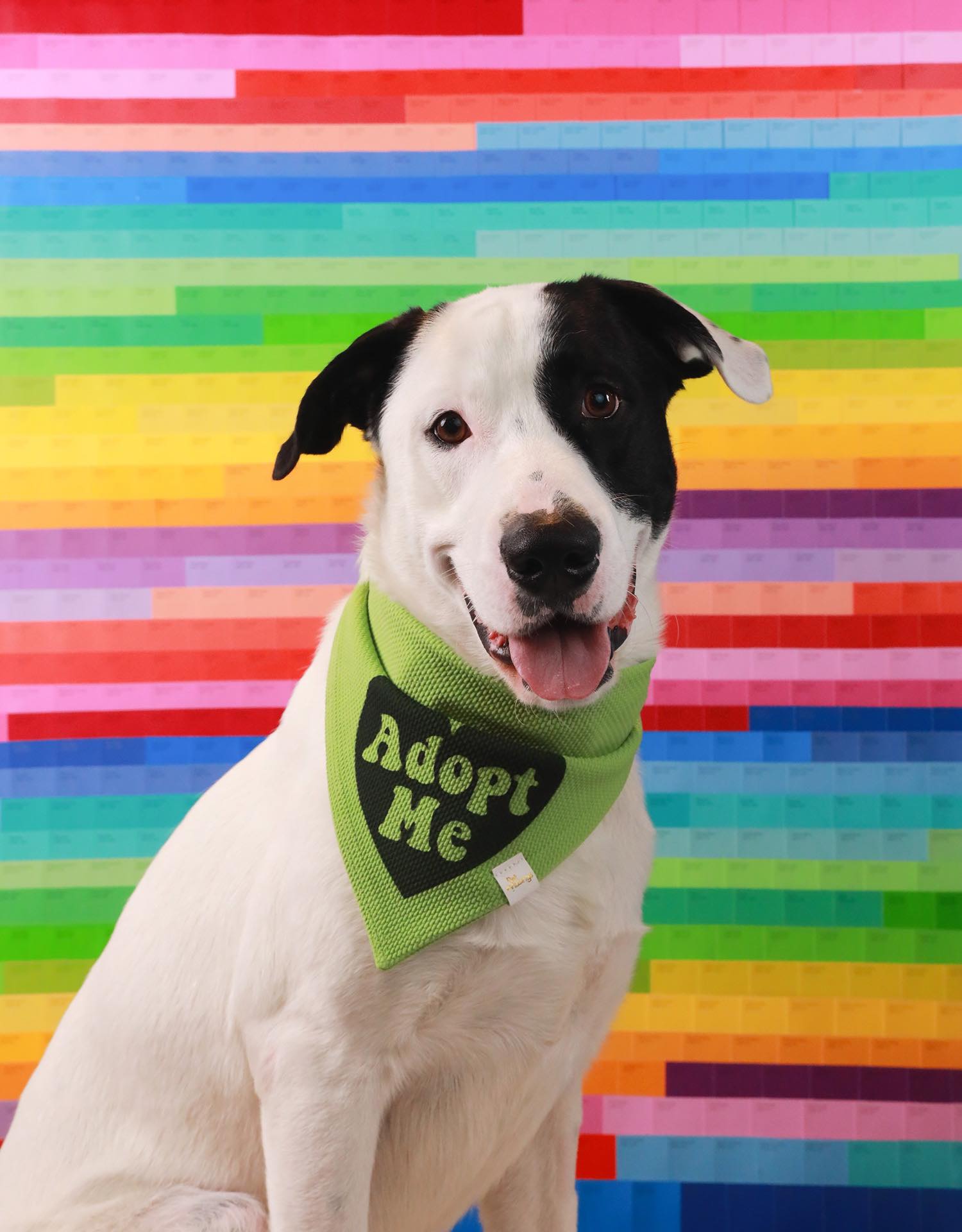 adoptable Dog in Columbus, IN named Vincent