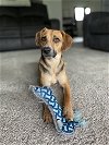 adoptable Dog in columbus, IN named Momma