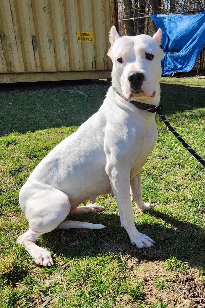 adoptable Dog in Columbus, IN named Macie