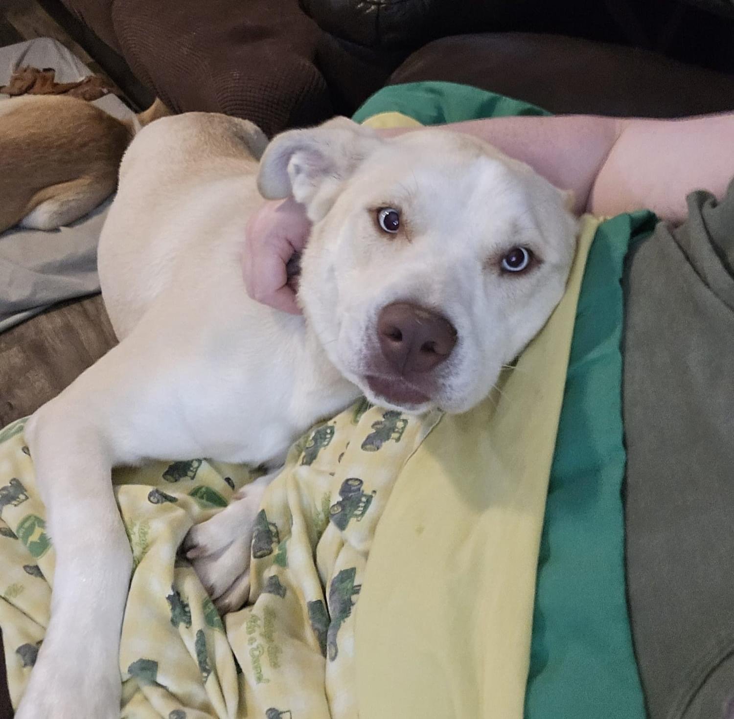 adoptable Dog in Columbus, IN named Sahara