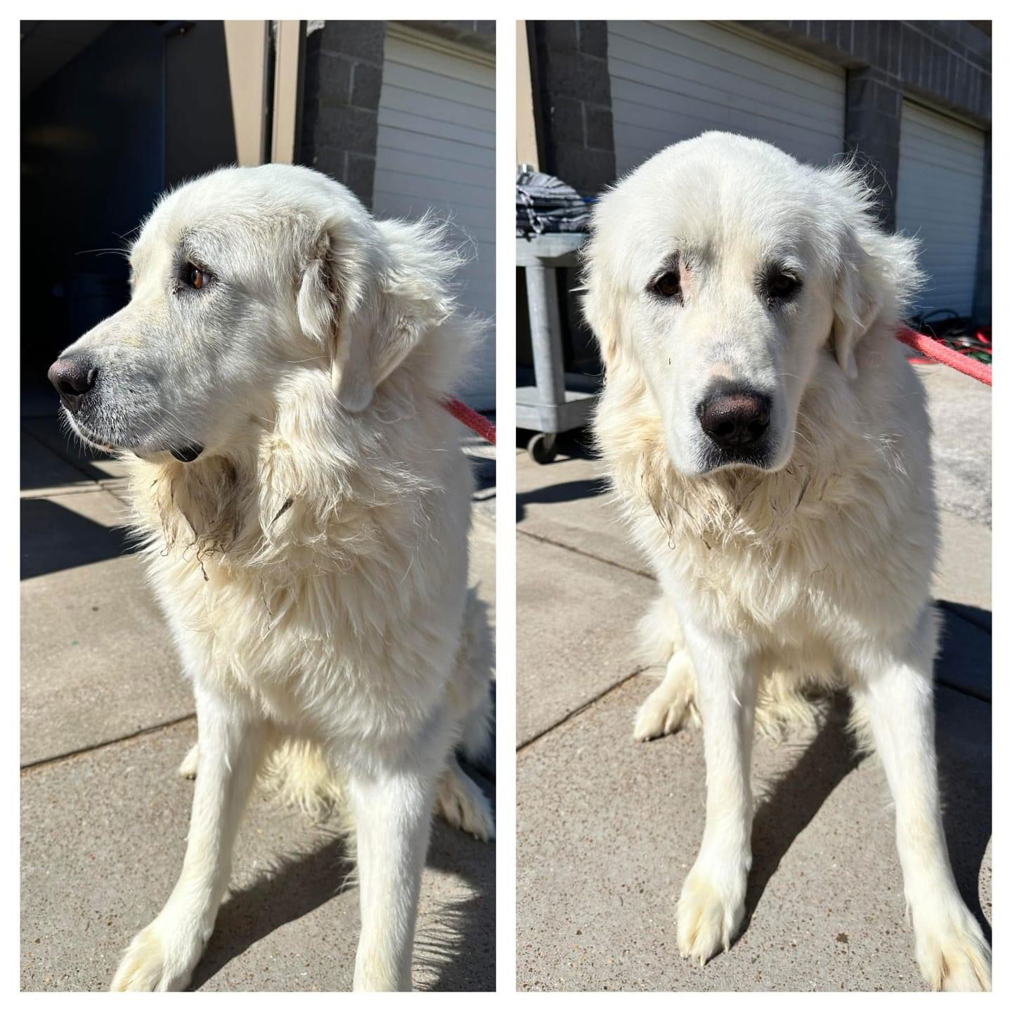 adoptable Dog in Columbus, IN named Tails