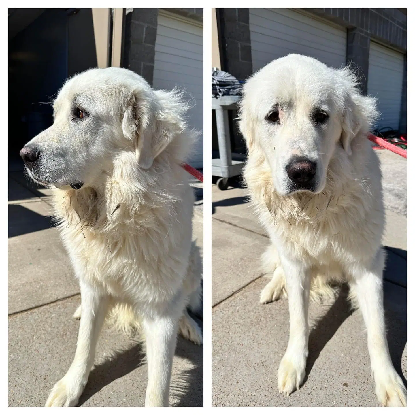 Tails - Great Pyrenees