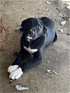 adoptable Dog in columbus, IN named River (black)