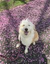adoptable Dog in columbus, IN named Darla