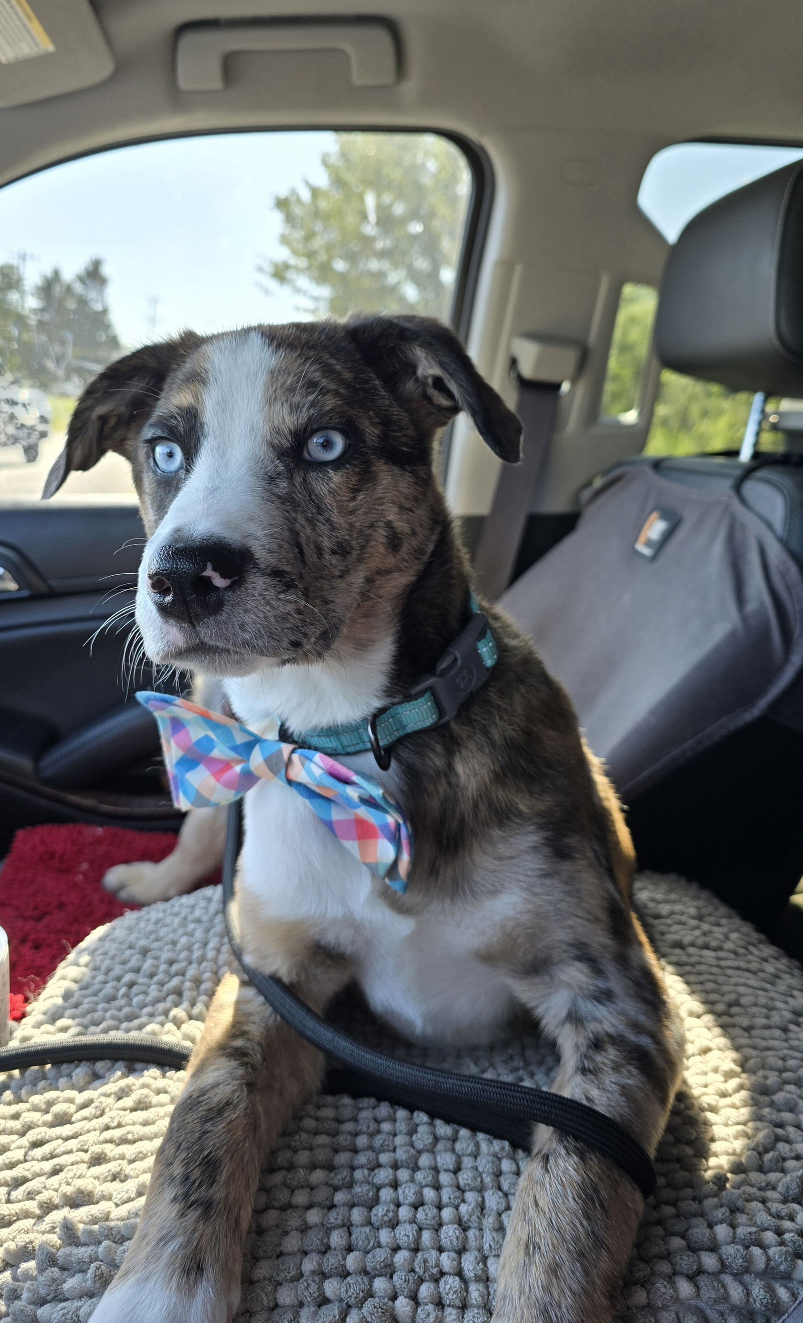 adoptable Dog in Columbus, IN named Pixel