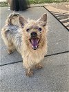 adoptable Dog in  named Toto